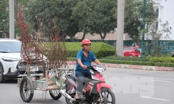 Chở thuê quất, đào Tết tận nhà kiếm tiền triệu mỗi ngày