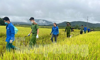 'Áo xanh' xuống đồng giúp người dân thu hoạch lúa đổ rạp sau mưa lũ