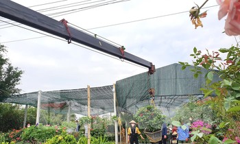 Làng hoa lớn nhất TP. Vinh gom hàng vụ Tết, dùng cần cẩu chuyển cây