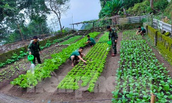Xanh mướt vườn rau trên đá ở đảo tiền tiêu
