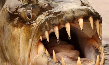 Cận cảnh bộ răng sói của loài thủy quái hổ Congo