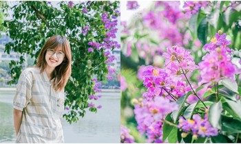 Hoa bằng lăng bung sắc tím khắp phố phường Hà Nội, giới trẻ rủ nhau check-in