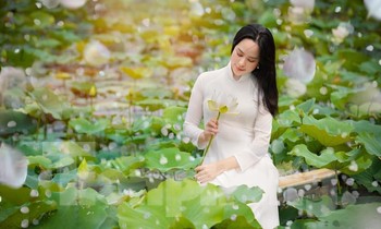 Cánh đồng mênh mông sen trắng ở Hà Nội vào mùa, thu hút giới trẻ check-in