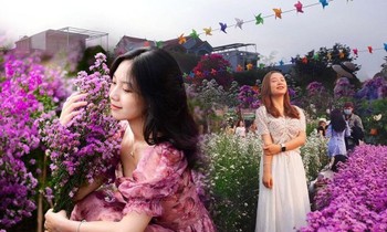 Teen Đà Nẵng, bạn đã check-in khu vườn "tím lịm tìm sim" giữa lòng thành phố chưa?