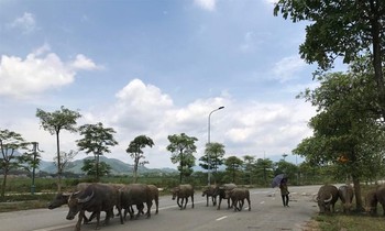 Ngựa, trâu 'đi dạo' trong đại dự án nghìn tỷ