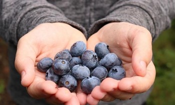 Việt quất từ lâu đã được ca ngợi là một loại siêu trái cây nhờ giá trị dinh dưỡng cao.