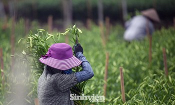 Người dân 'tất bật' thu hoạch hoa loa kèn nở sớm