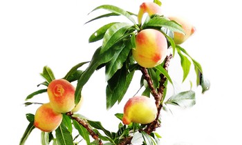 Những trái cây độc, lạ chưng Tết trồng thành công tại Đà Lạt
