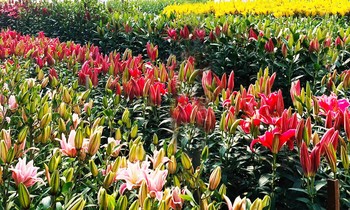 đa dạng các sắc màu Roselily