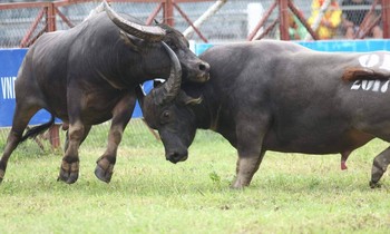 Lễ hội chọi trâu Đồ Sơn năm nay được miễn vé