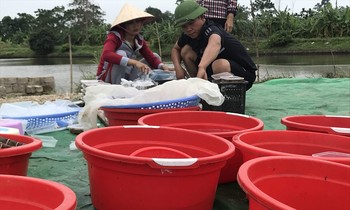 Nghề 'săn lộc trời' kiếm hàng chục triệu mỗi ngày ở Hải Phòng