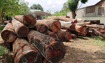 Vụ bắt trùm gỗ lậu Phượng 'râu': Kiểm điểm 9 cán bộ kiểm lâm huyện