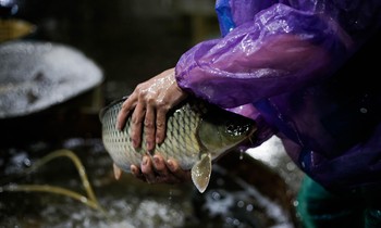 Tay trần bê đá, bắt cá mưu sinh trong cái rét tê tái tại Hà Nội