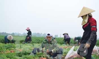 Rộn ràng mùa thu hoạch cà rốt trên bãi bồi rộng 800ha ở Bắc Ninh