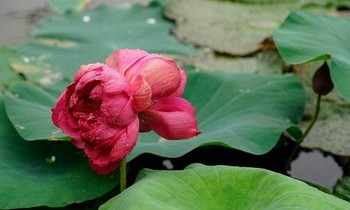 Sen 'sinh đôi' siêu đắt, bánh kem sầu riêng nguyên múi hút khách