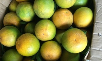 Cam Vinh mỏng vỏ mọng nước giá rẻ chỉ 11.000 đồng/kg; châu Á thiếu thịt bò trầm trọng