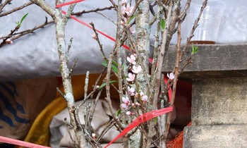 Chưa đến Tết, đào đã được bán trên đường phố Hà Nội