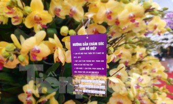 Chậu lan hồ điệp 'khủng' giá 165 triệu có gì đặc biệt?