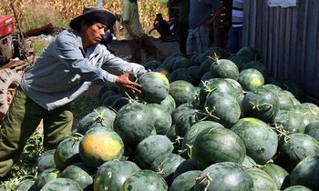 Sắp ký nghị định thư xuất khẩu chính ngạch nhiều loại trái cây sang Trung Quốc