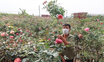 Anh Nguyễn Đức Mạnh (Nhà vườn Thủy Mạnh) đang cắt tỉa hồng để chuẩn bị cho dịp Tết 