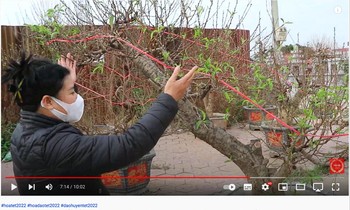Nhà vườn giới thiệu, bán cây cảnh qua video trên mạng xã hội