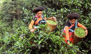 Dân bản Bẹ thu hoạch chè Shan tuyết. Ảnh: Quyết - Long