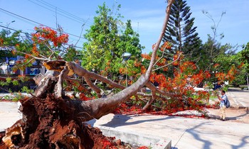 Cây phượng bật gốc đổ trong khuôn viên trường Cao Đẳng Nghề Tây Nguyên