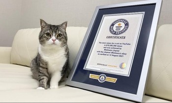 Chú mèo lập kỷ lục Guinness được xem nhiều nhất trên YouTube, mang về tiền tỷ mỗi tháng