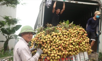 Người trồng vải thiều ở huyện Tân Yên (Bắc Giang) phấn khởi khi bán được giá. Ảnh: Nguyễn Thắng