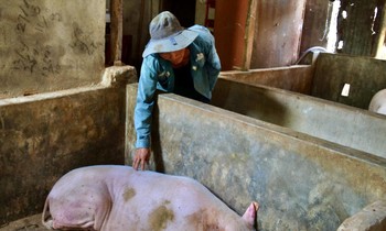 Lợn chết hàng loạt sau khi tiêm vắc xin 