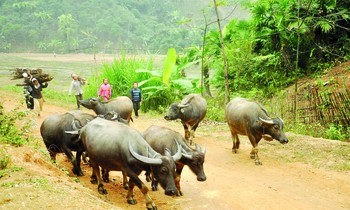 Trâu vùng cao trong đó có trâu Sốp Cộp không những cung cấp sức kéo mà còn cung cấp “trâu hay” cho các sới đấu