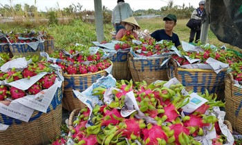 Nông dân thu hoạch thanh long tại Long An. Ảnh: N.H
