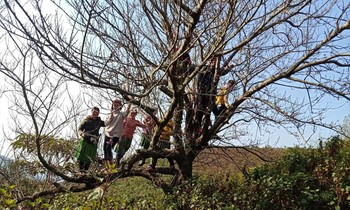 Cây đào ở Tà Xùa, Bắc Yên bắt đầu nở hoa