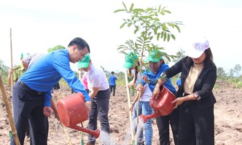 Trung ương Đoàn tham gia trồng mới 101.000 cây xanh rừng đầu nguồn