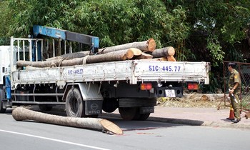 Cây dừa đang được cẩu lên xe tải đã rơi xuống đường, đè chết thiếu niên 15 tuổi. Ảnh: Nguyệt Triều