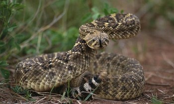 Rắn đuôi chuông lưng kim cương có nọc độc cực mạnh. Ảnh: National Geographic.