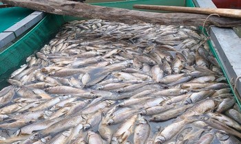 Làm rõ nguyên nhân cá chết hàng loạt trên thượng nguồn sông Sài Gòn