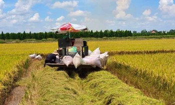 Lừa bán lúa, chiếm đoạt tiền của dân