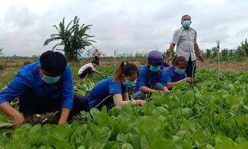 Áo xanh tình nguyện ra đồng hái rau tặng người nghèo mùa dịch