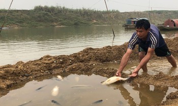 Cá lồng trên sông Chu chết bất thường