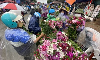 'Thủ phủ' hoa lớn nhất miền bắc tấp nập người mua bán ngày giáp Tết