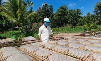 Làng bánh tráng trăm tuổi ở miền Tây tất bật vào vụ Tết