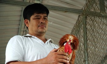 Nuôi Gà sư tử Ba Lan, nông dân miền Tây thu chục triệu mỗi tháng