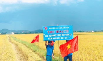 The golden rice field of youth in Van Son commune (Do Luong district, Nghe An) 