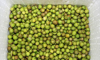 Sấu tươi Hà Nội được lựa chọn kỹ càng, đóng thùng xốp và cấp đông để chuyển ra Trường Sa. Ảnh: CLB Tuổi trẻ vì Biển đảo quê hương.