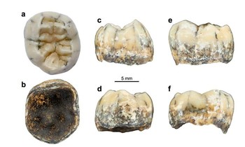 Phân tích chiếc răng cổ của bé gái bí ẩn, bằng chứng mới về loài người Denisovan thời tiền sử?