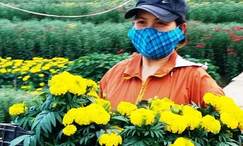 Người dân Huế có một năm bội thu hoa