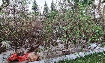 Những cây hoa đào chưng Tết được người dân Huế tặng lại để thực hiện thử nghiệm rừng hoa đào tại huyện vùng cao biên giới A Lưới.