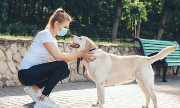 Không nhặt chất thải khi chó cưng đi bậy trên phố từ 6 tháng trước, bị phạt hẳn 13 triệu!