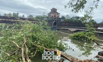 Thừa Thiên - Huế: Trạm xe buýt bị hư hại, cây xà cừ trăm tuổi bật gốc vì bão số 13